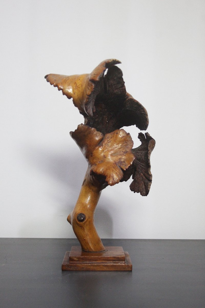 Sculptures naturelles, loupe – Formations organiques spontanées-photo-4