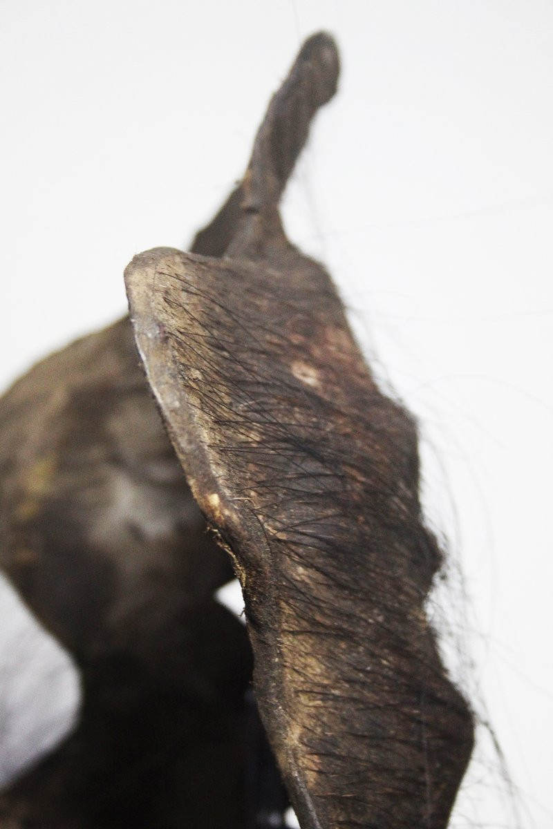Natural Sculptures, Burl – Spontaneous Organic Formations-photo-2