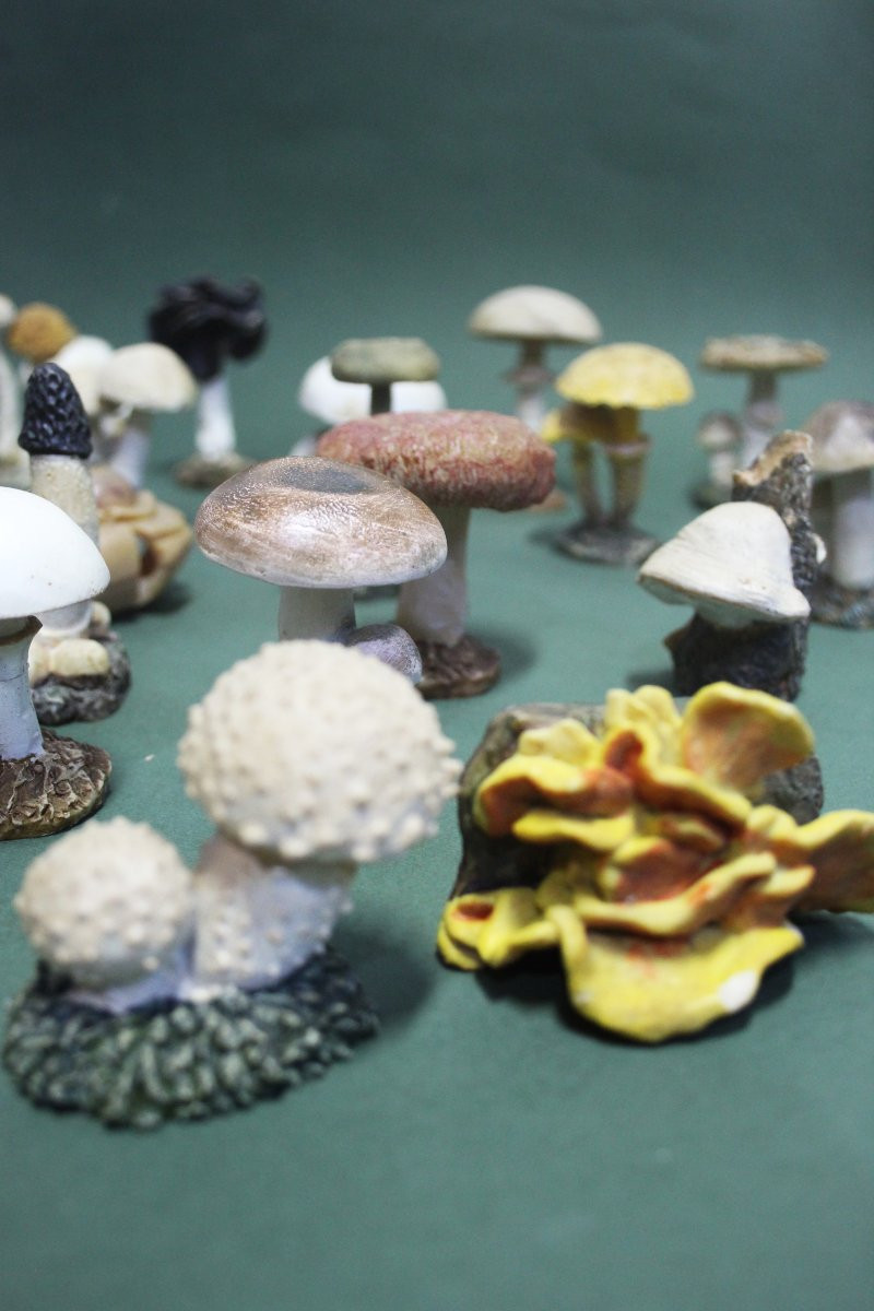 Vintage Collection Of 30 Botanical Mushroom Models-photo-2