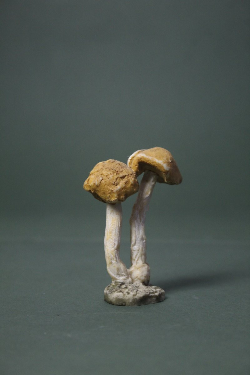 Vintage Collection Of 30 Botanical Mushroom Models-photo-2