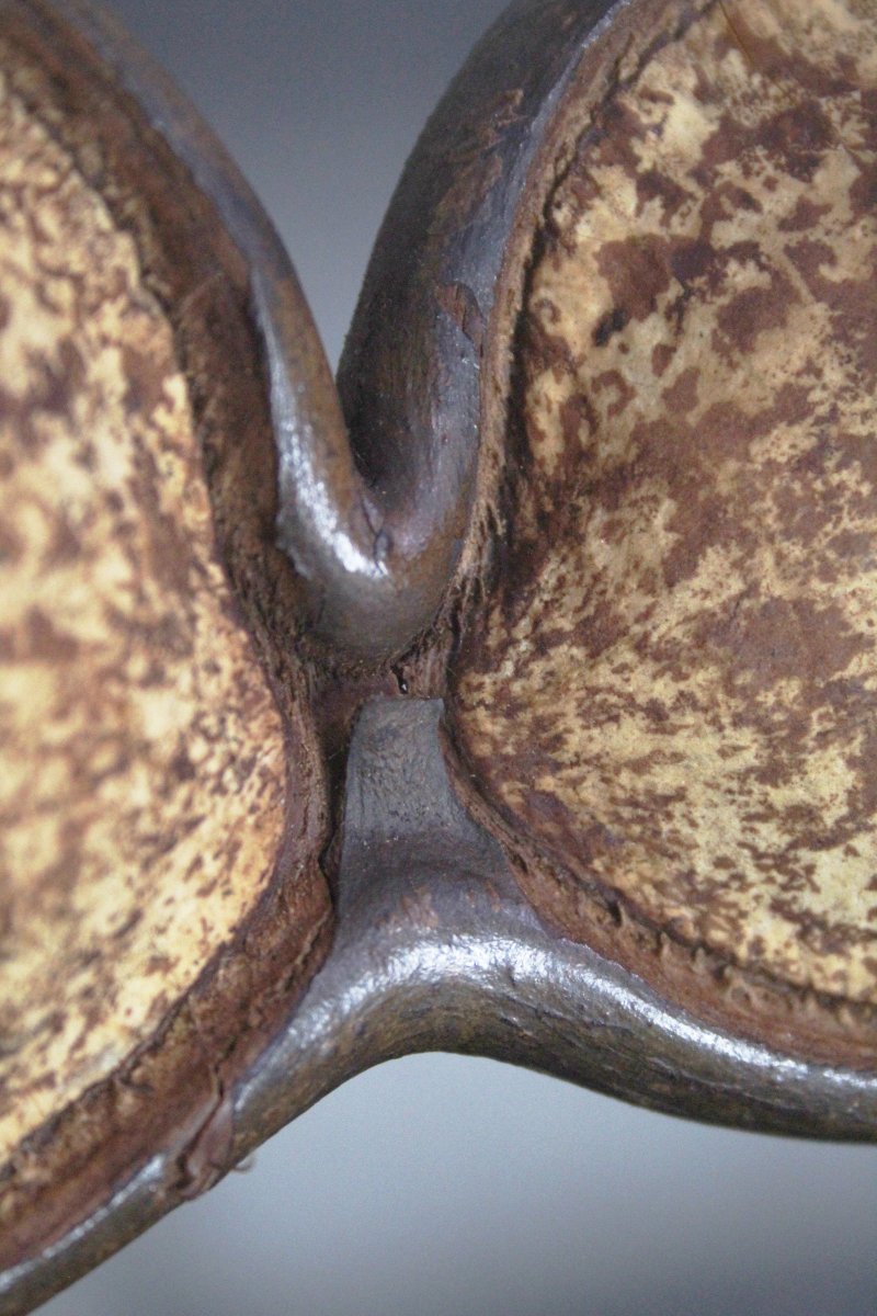 Entada gigas-photo-3