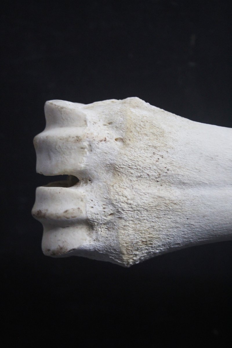 Métatarse de girafe-photo-3