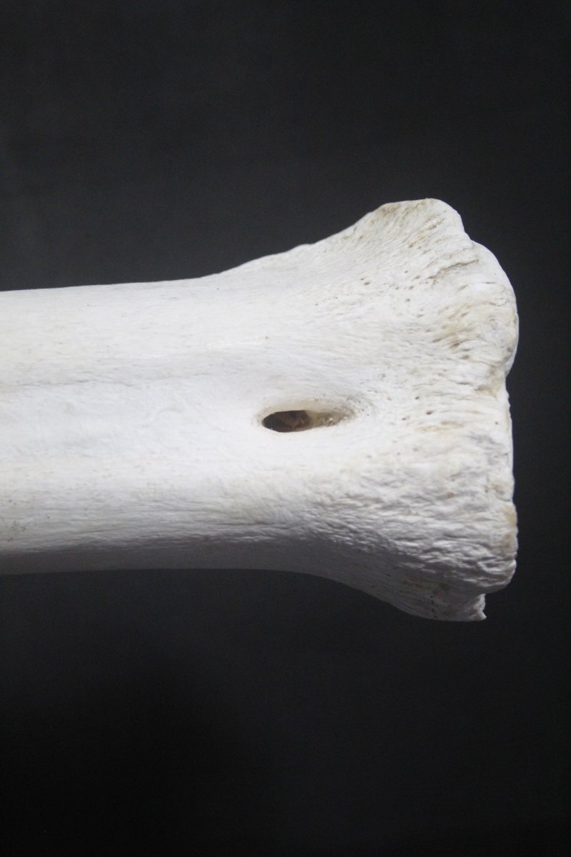 Métatarse de girafe-photo-4