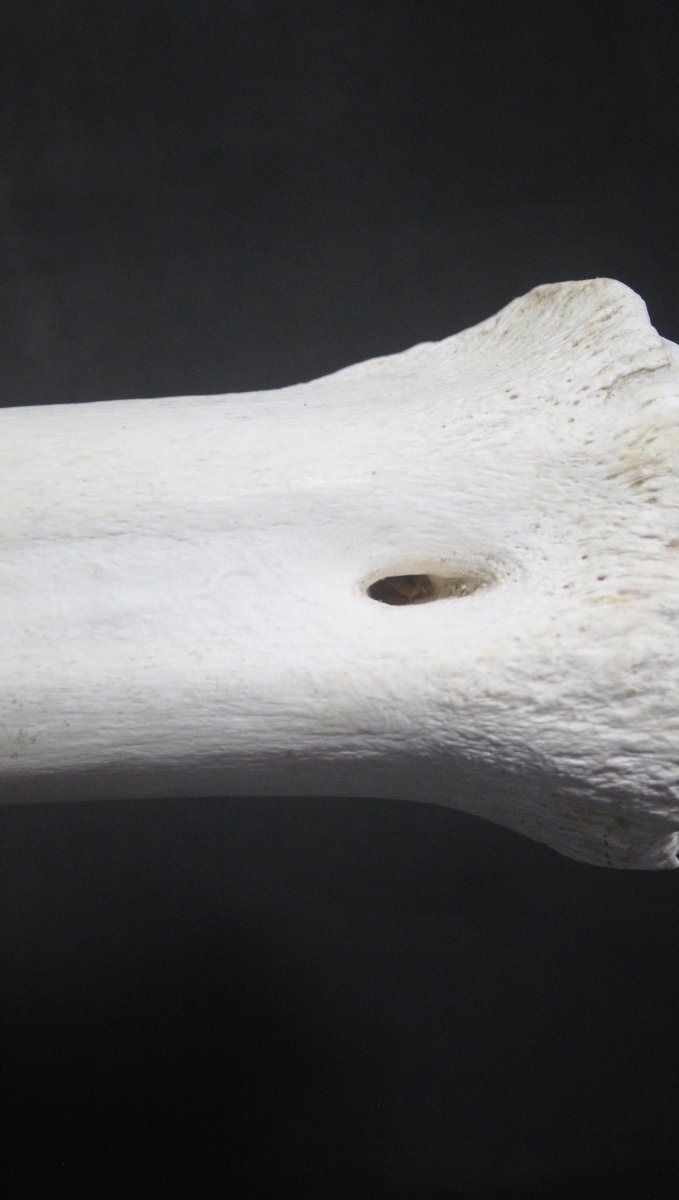 Métatarse de girafe-photo-2