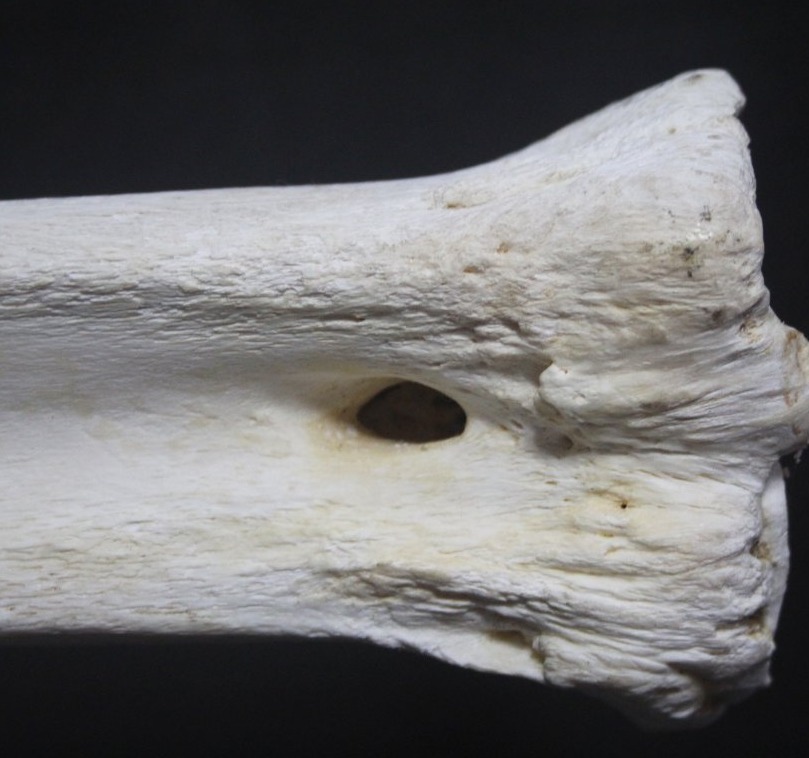 Métatarse de girafe-photo-5