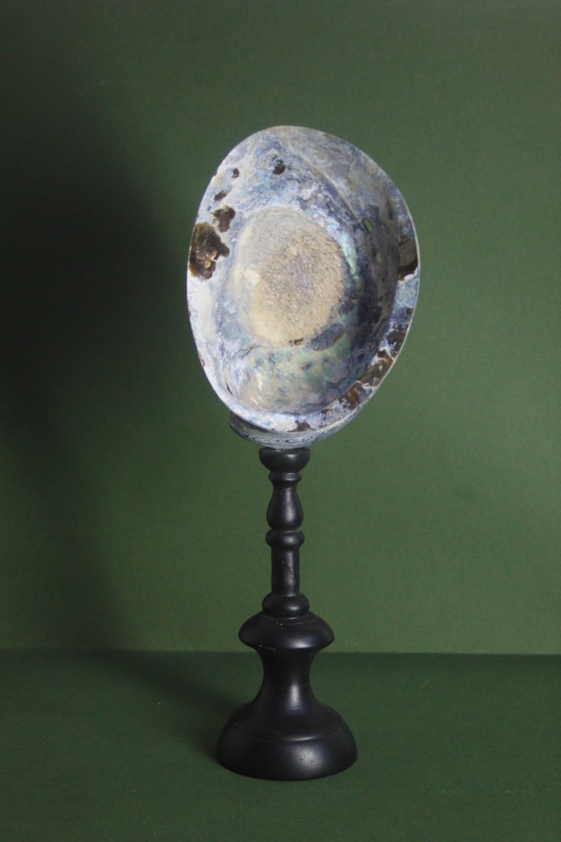 Ormeau nacré, sur socle personnalisé-photo-4