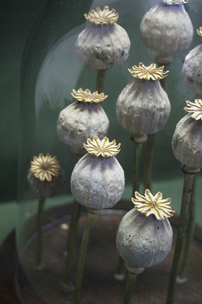 Pavot à opium, capsules sous cloche en verre-photo-2