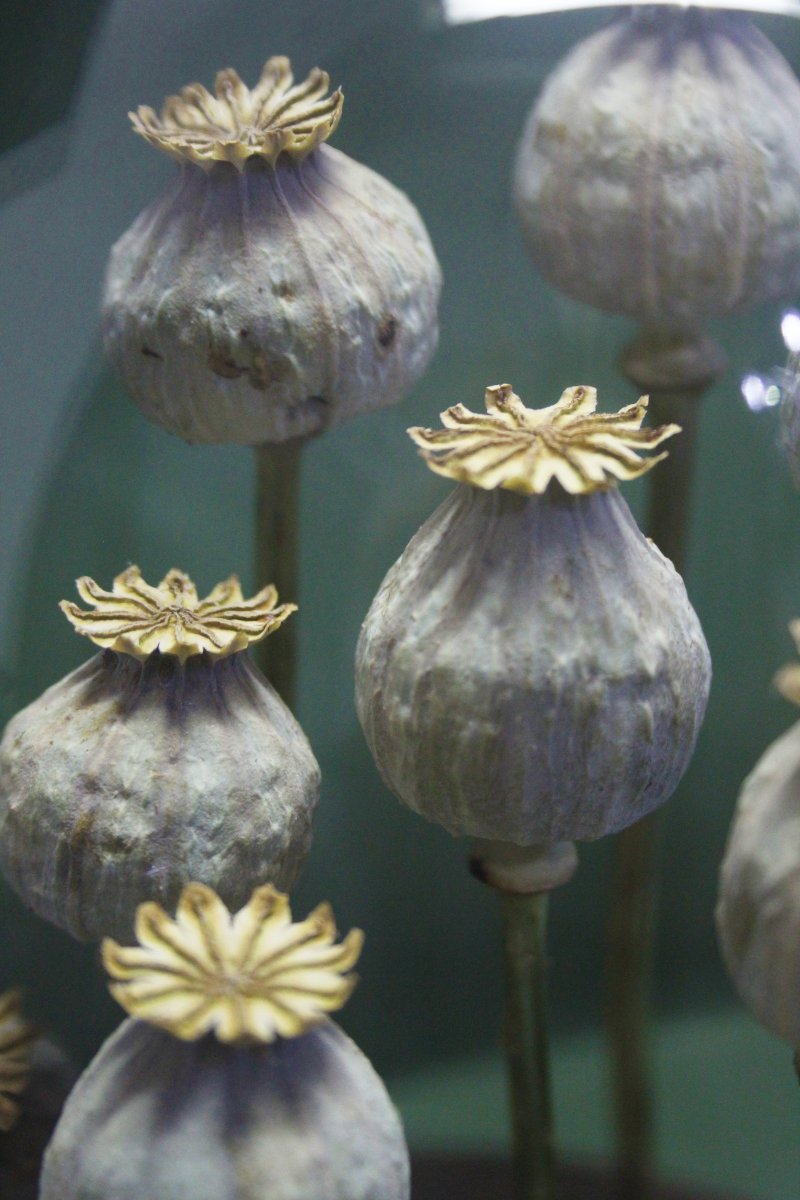 Pavot à opium, capsules sous cloche en verre-photo-3