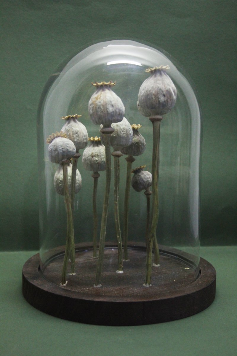 Pavot à opium, capsules sous cloche en verre-photo-4