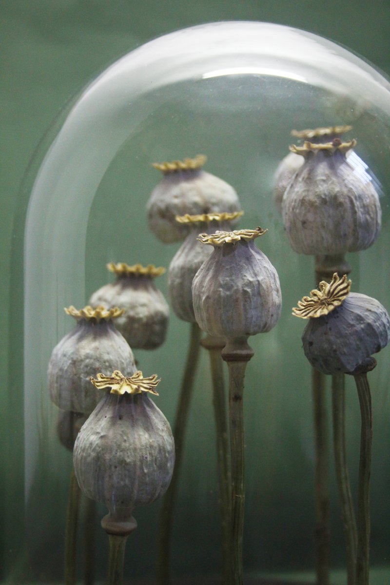 Pavot à opium, capsules sous cloche en verre-photo-1