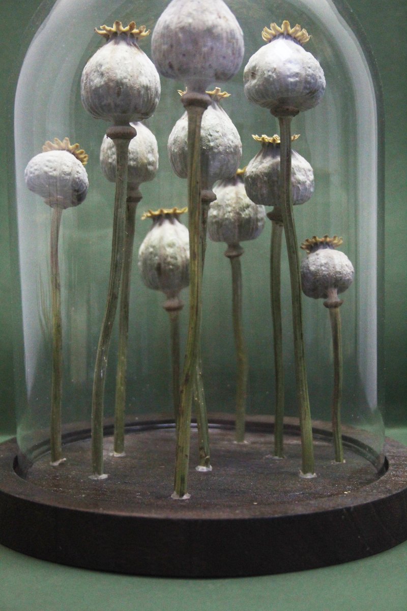 Pavot à opium, capsules sous cloche en verre-photo-2