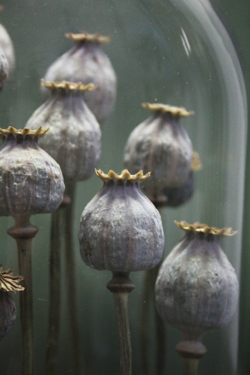 Pavot à opium, capsules sous cloche en verre-photo-3