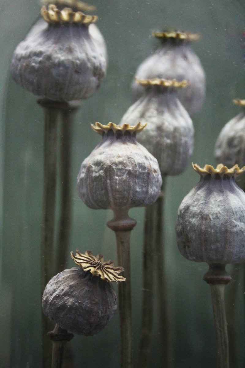 Pavot à opium, capsules sous cloche en verre-photo-4