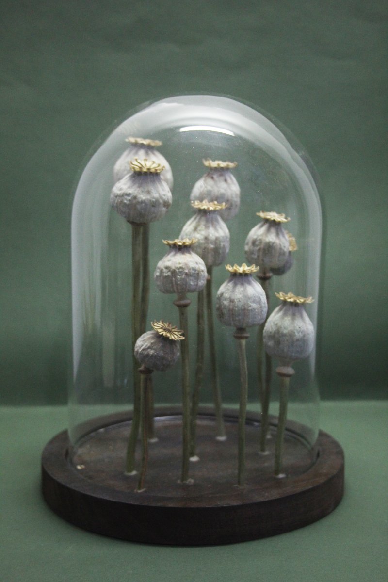 Pavot à opium, capsules sous cloche en verre-photo-5
