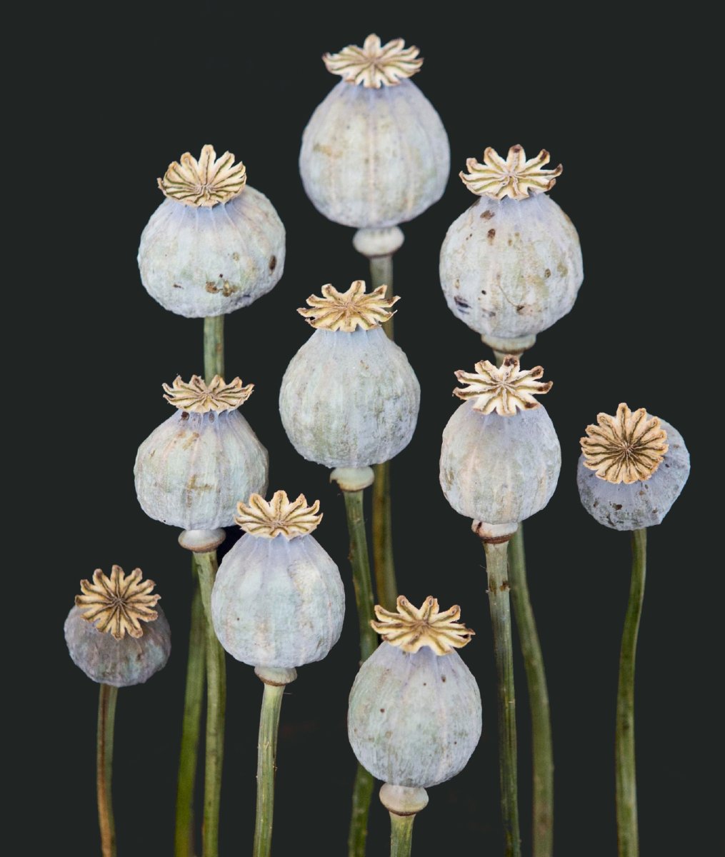 Pavot à opium, capsules sous cloche en verre-photo-6