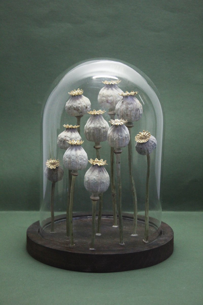 Pavot à opium, capsules sous cloche en verre