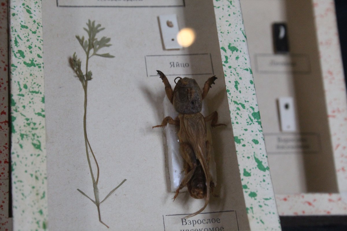Soviet Entomological Collection-photo-2