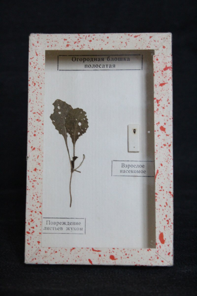 Soviet Entomological Collection-photo-3