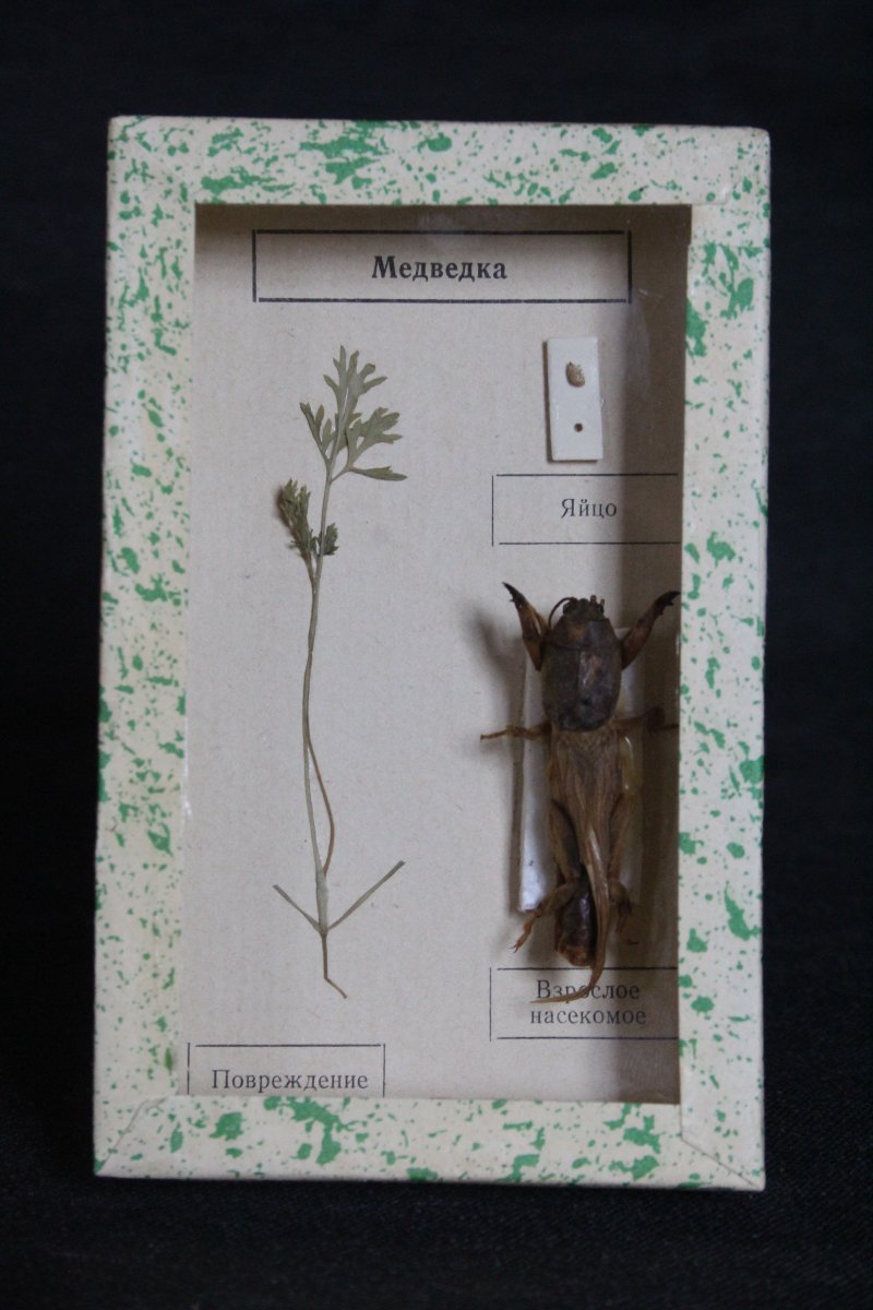 Soviet Entomological Collection-photo-1