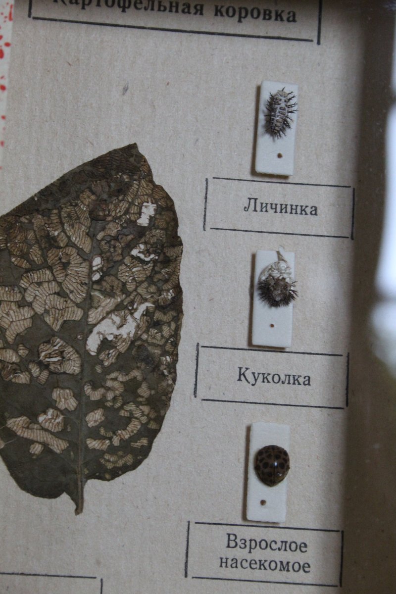 Soviet Entomological Collection-photo-5