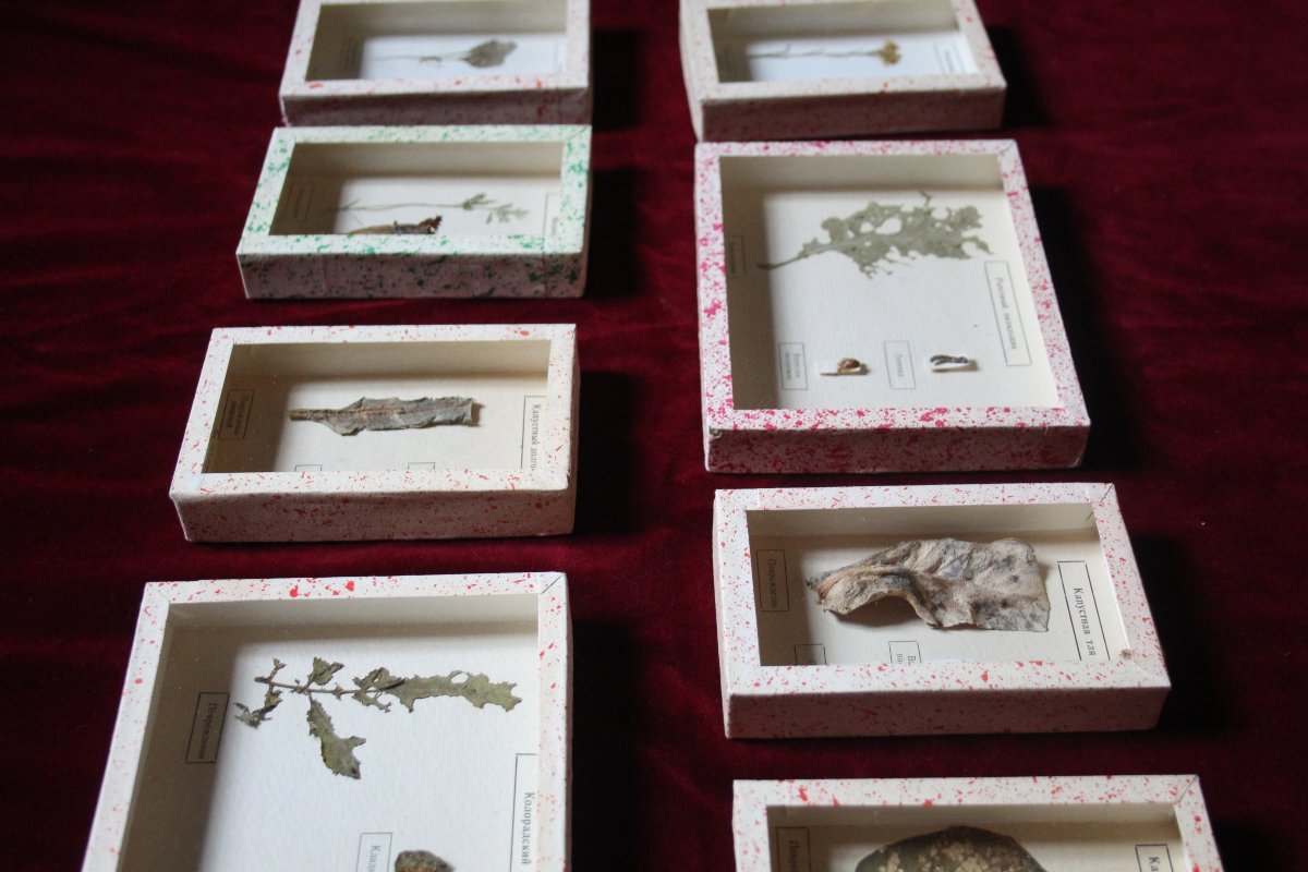 Soviet Entomological Collection