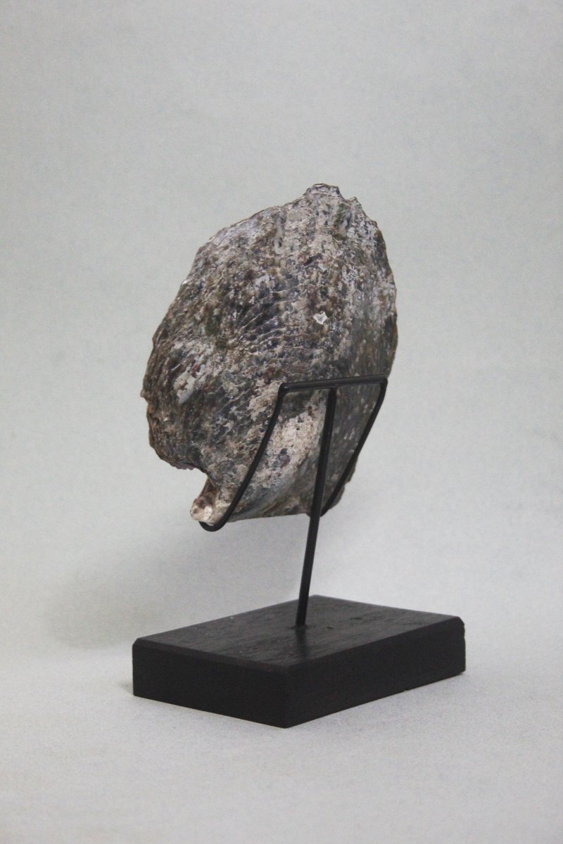 Crâne gravé sur une coquille de nacre-photo-4