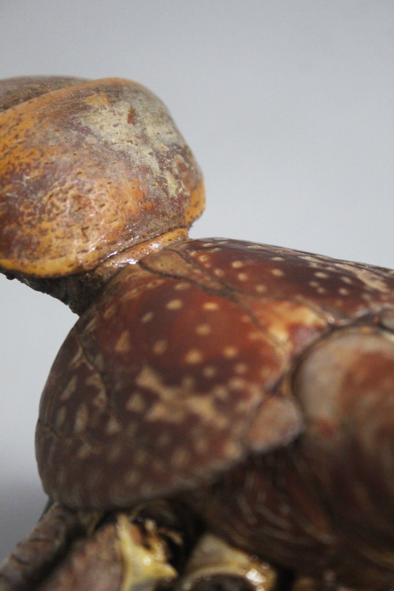 Crabe des cocotiers-photo-2