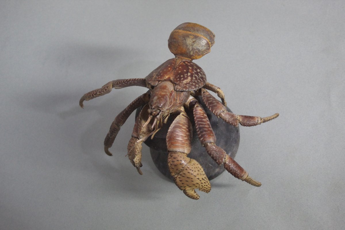 Crabe des cocotiers-photo-4