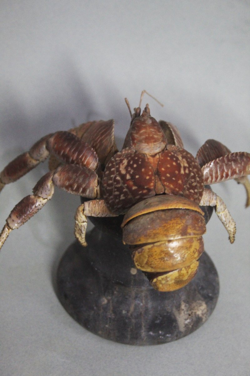 Crabe des cocotiers-photo-1