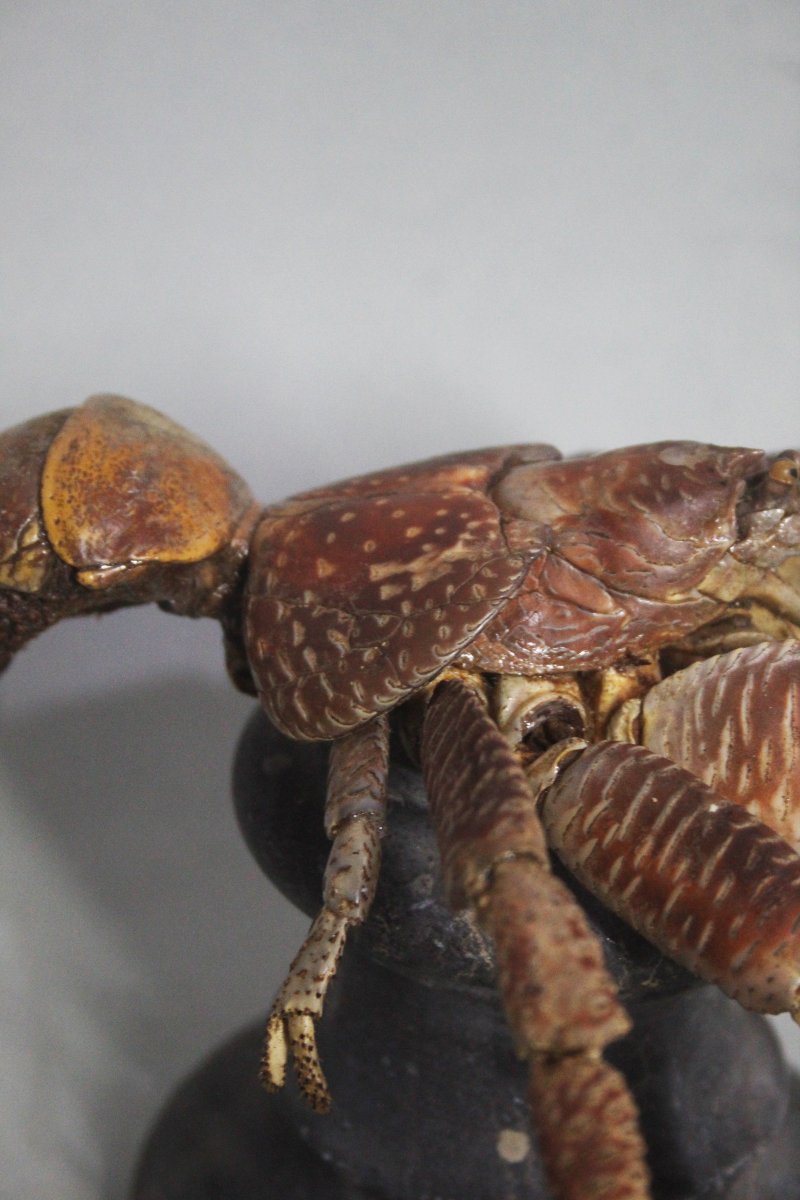 Crabe des cocotiers-photo-2