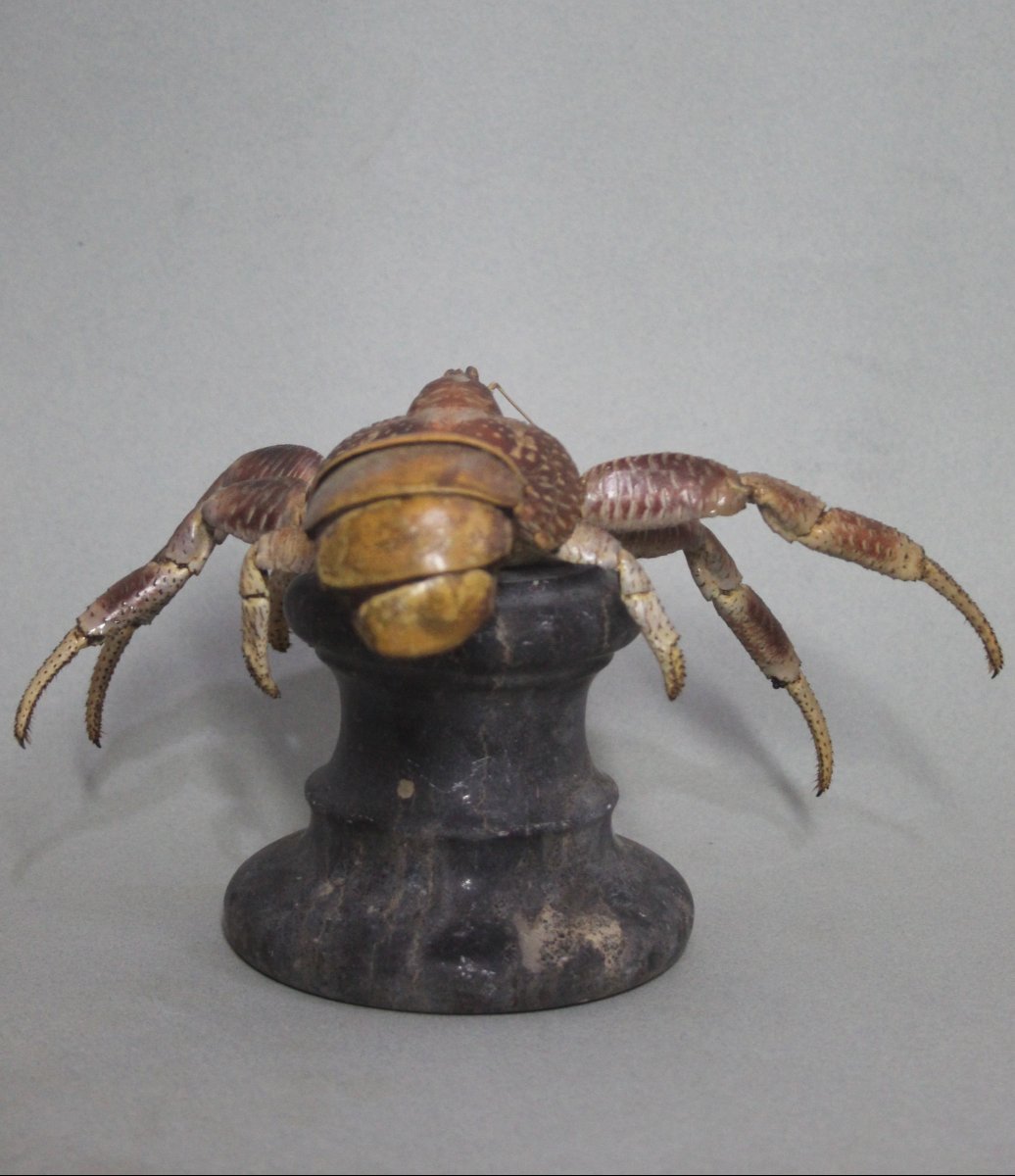 Crabe des cocotiers-photo-3