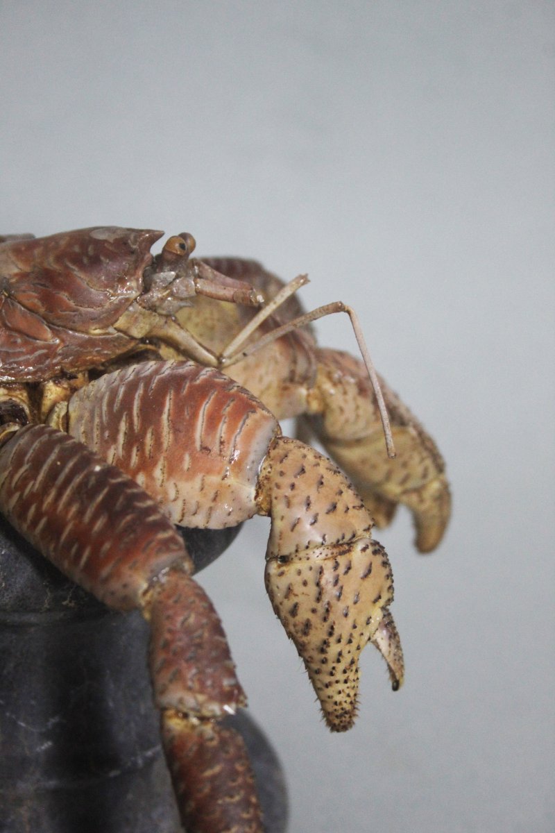 Crabe des cocotiers-photo-4