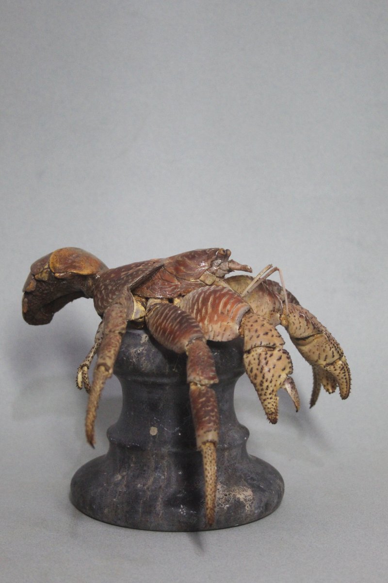 Crabe des cocotiers-photo-5
