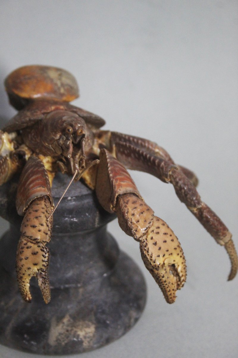 Crabe des cocotiers-photo-6