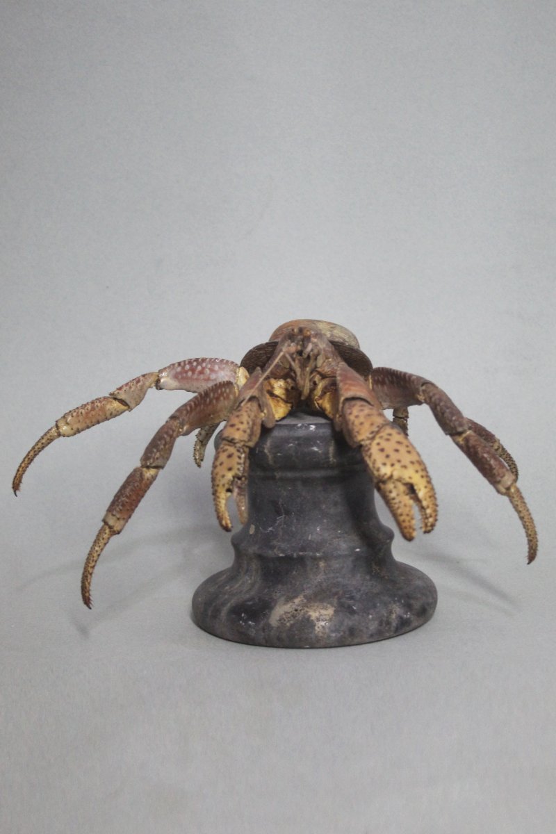 Crabe des cocotiers-photo-7