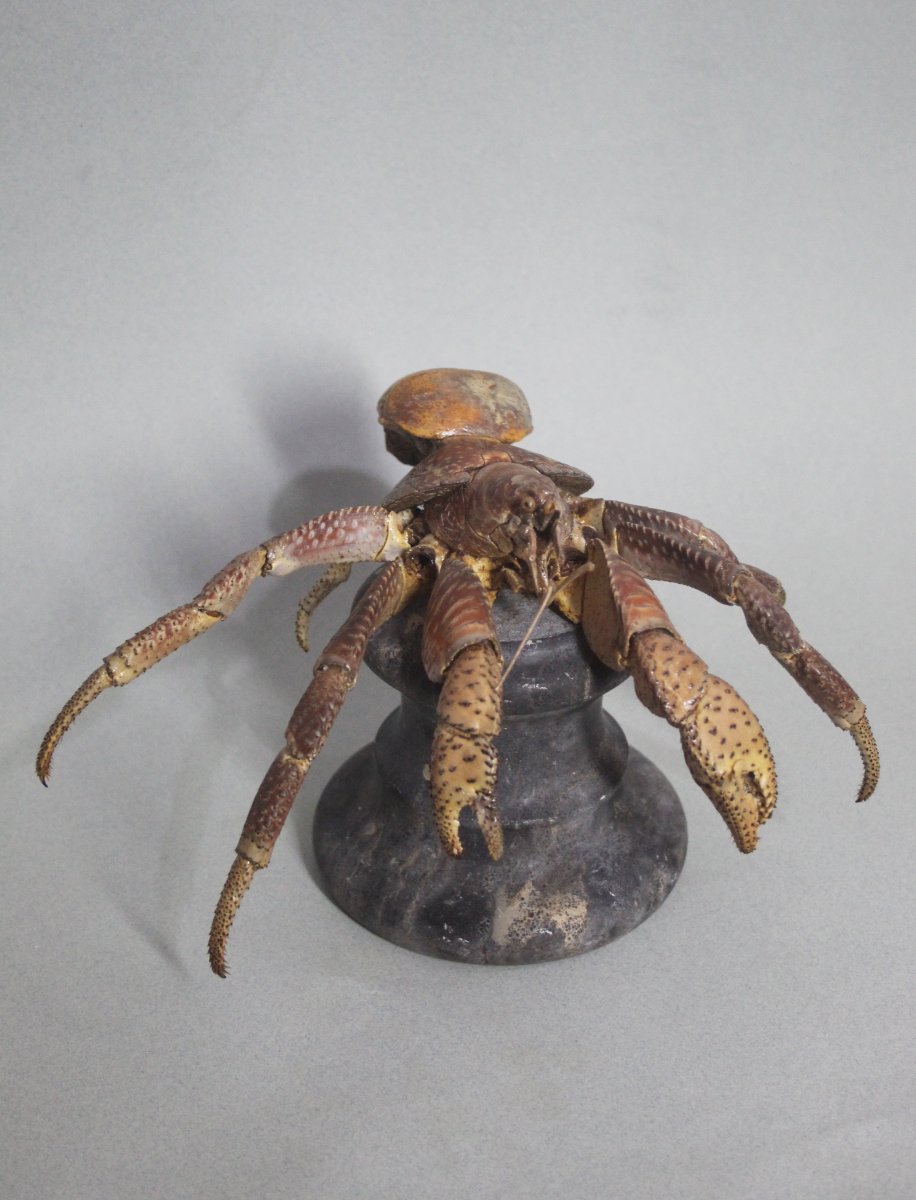 Crabe des cocotiers-photo-8