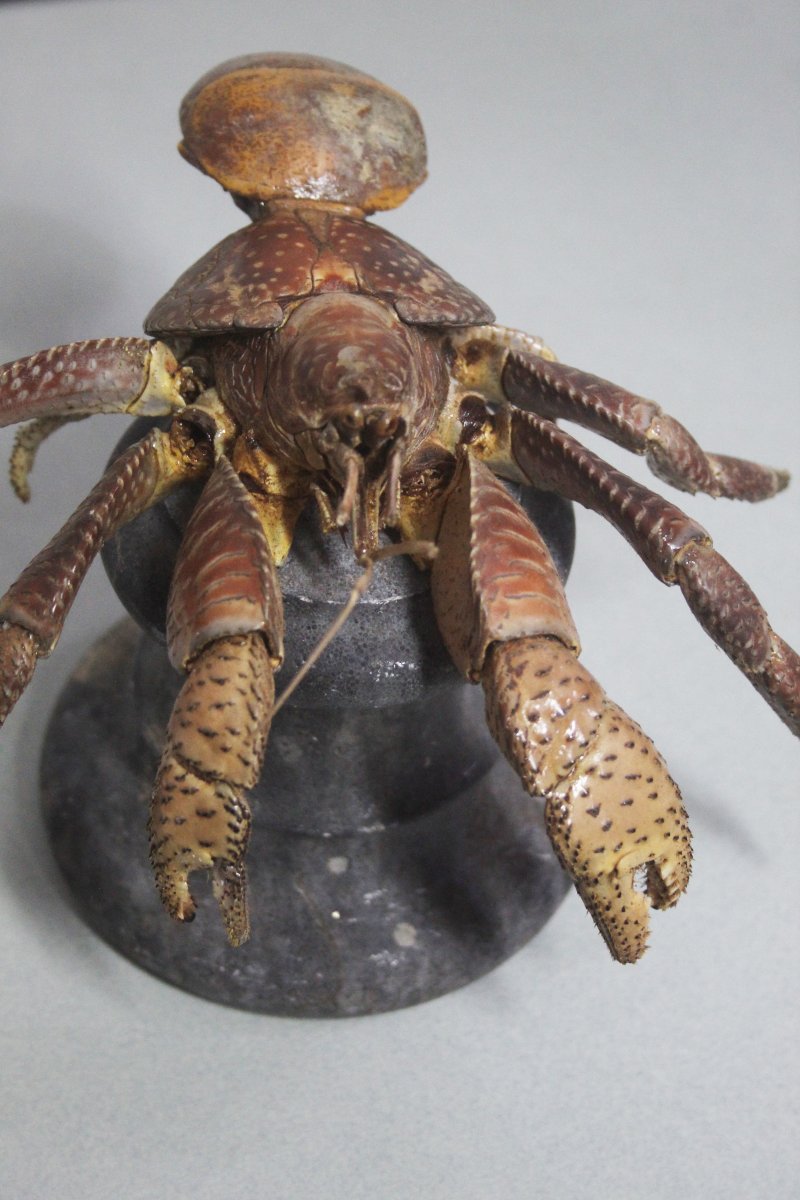 Crabe des cocotiers