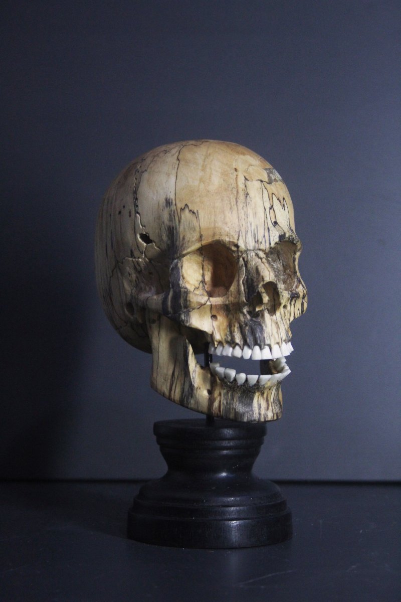 Vanitas, bois de tamarinier et os