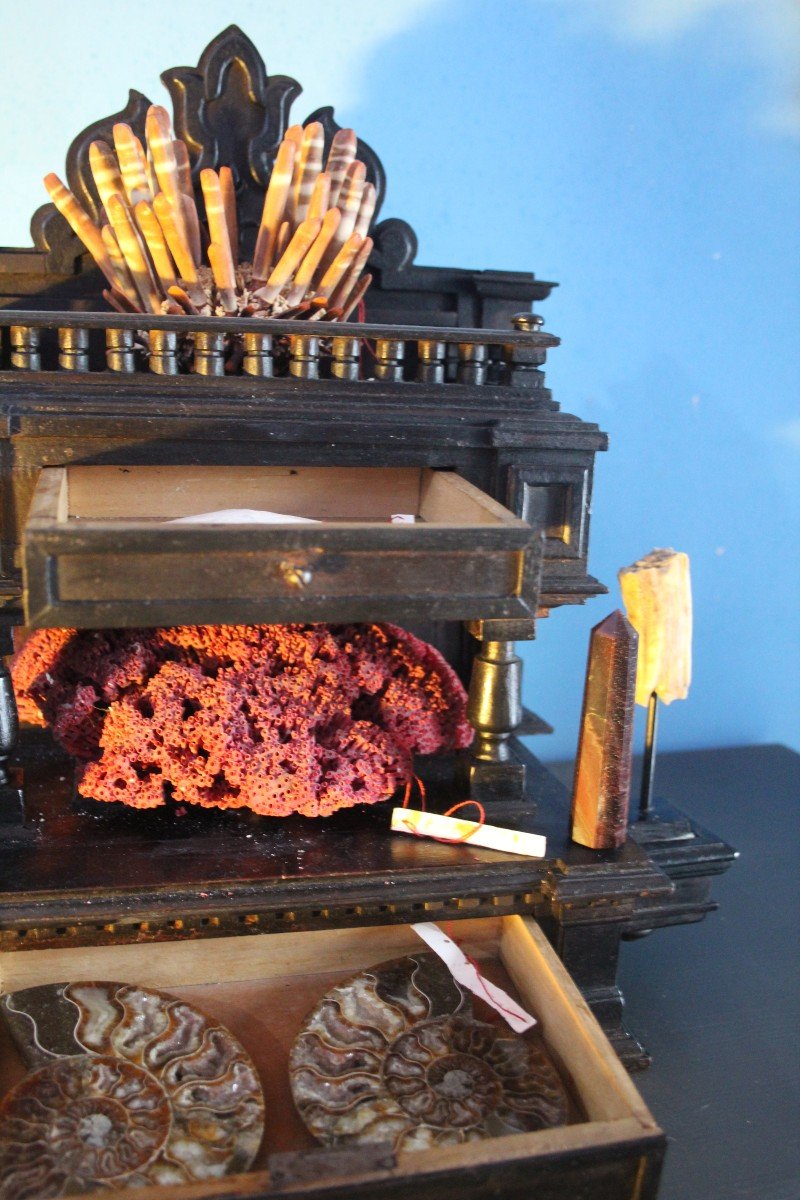Cabinet Of Curiosities, Naturalia-photo-3
