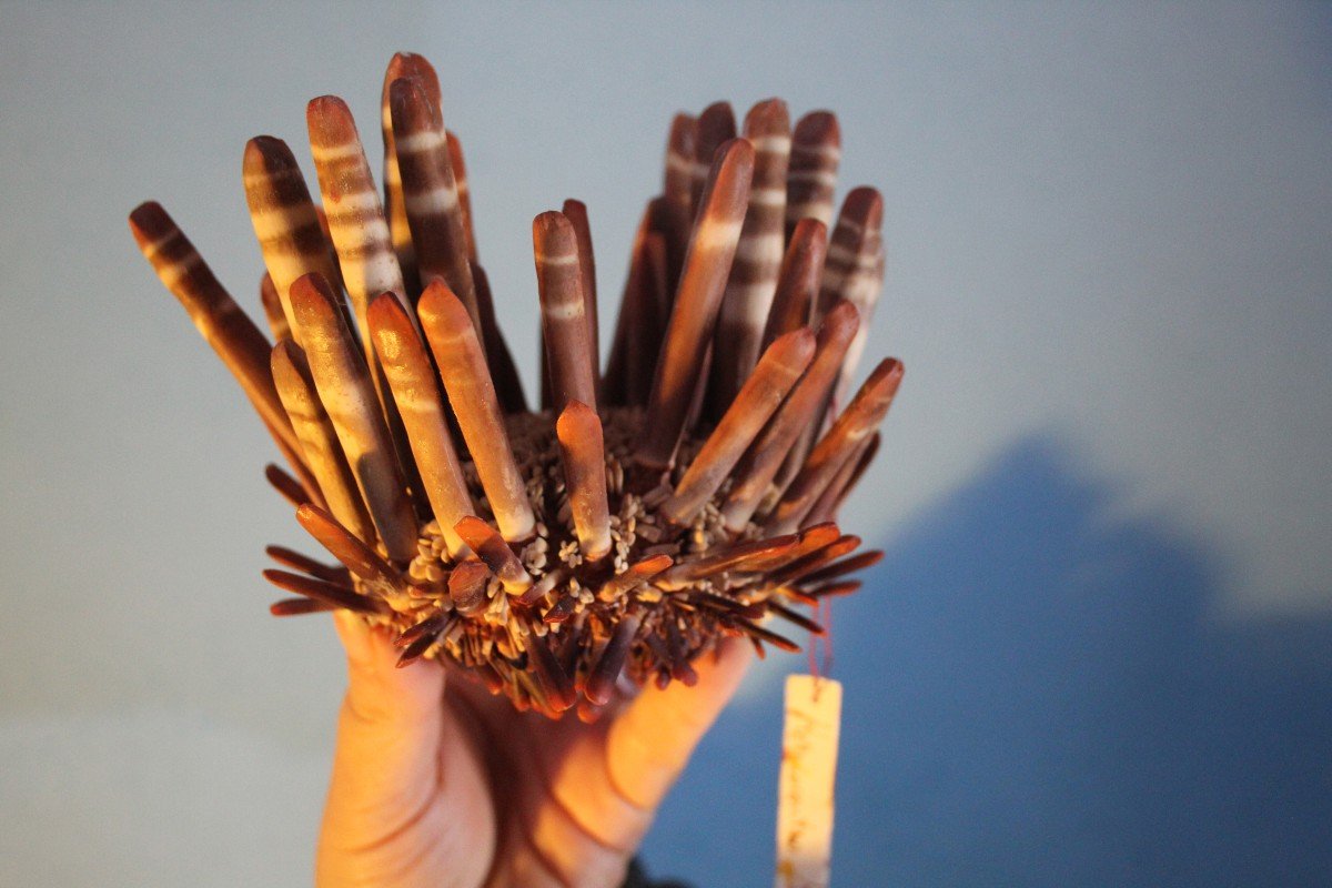 Cabinet Of Curiosities, Naturalia-photo-4