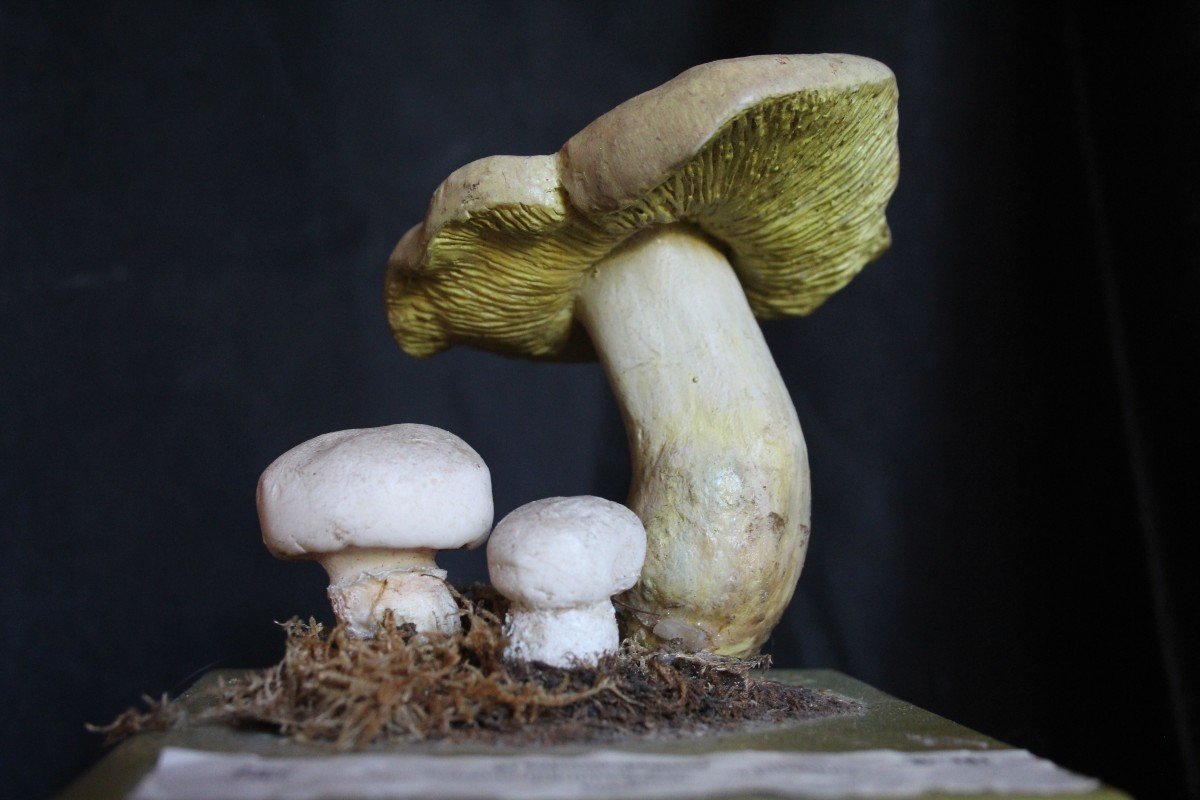 Somso Vintage Bothanical Didactic Model