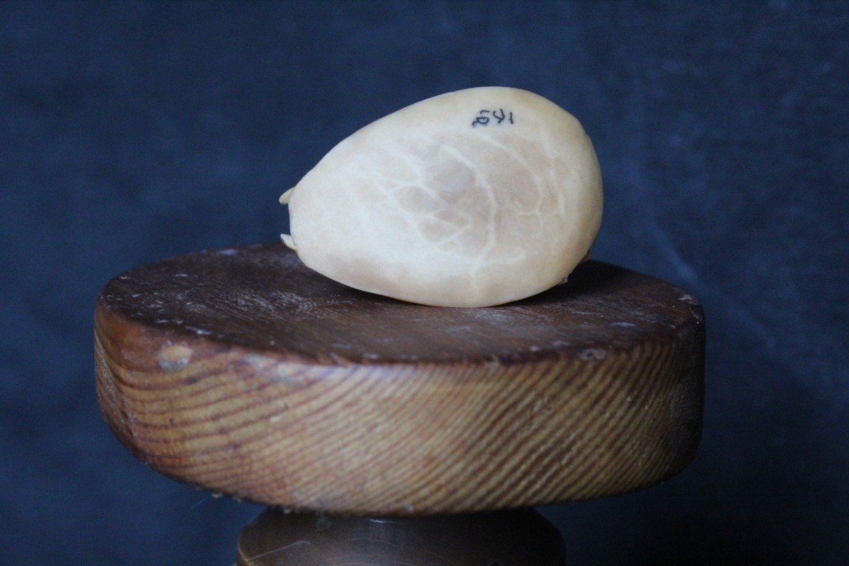 Japanese Signed Netsuke, Carved In Vegetable Ivory - Tagua Nut-photo-3