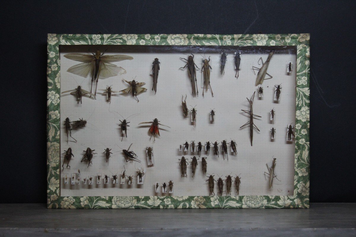 Grande Collection Entomologique Vintage-photo-2