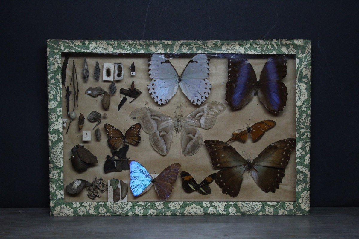 Grande Collection Entomologique Vintage-photo-3