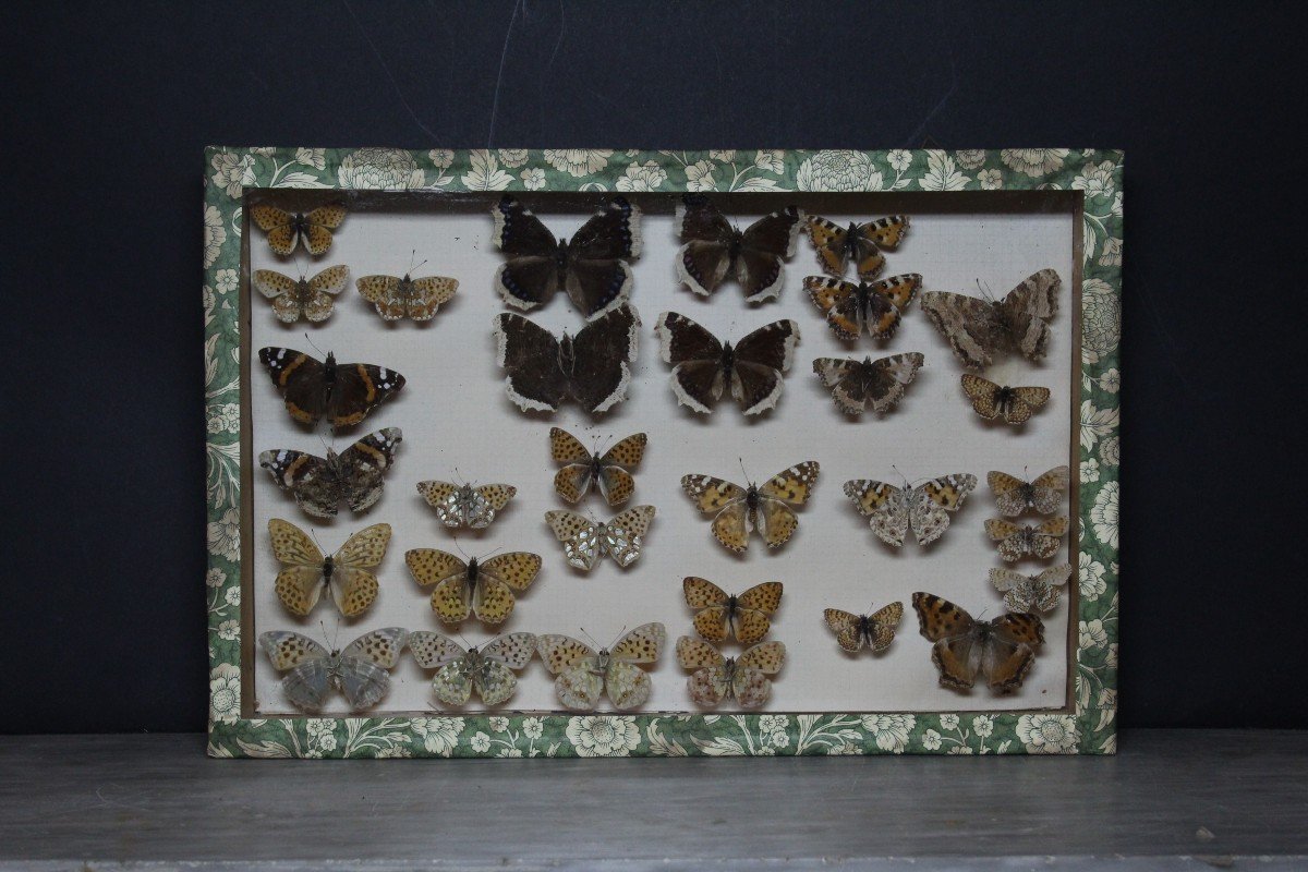 Grande Collection Entomologique Vintage-photo-2