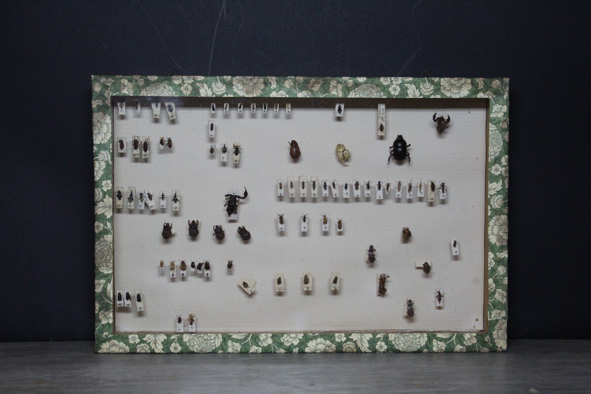 Great Vintage Entomological Collection-photo-3