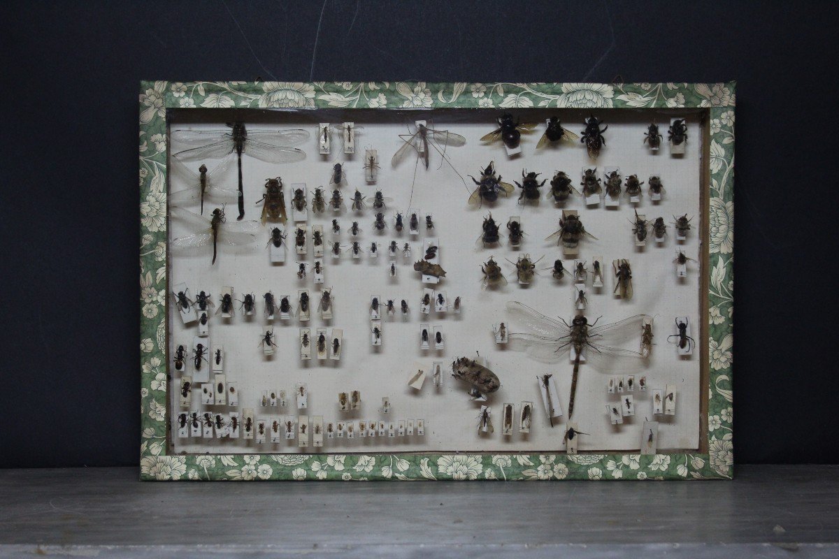 Grande Collection Entomologique Vintage-photo-4