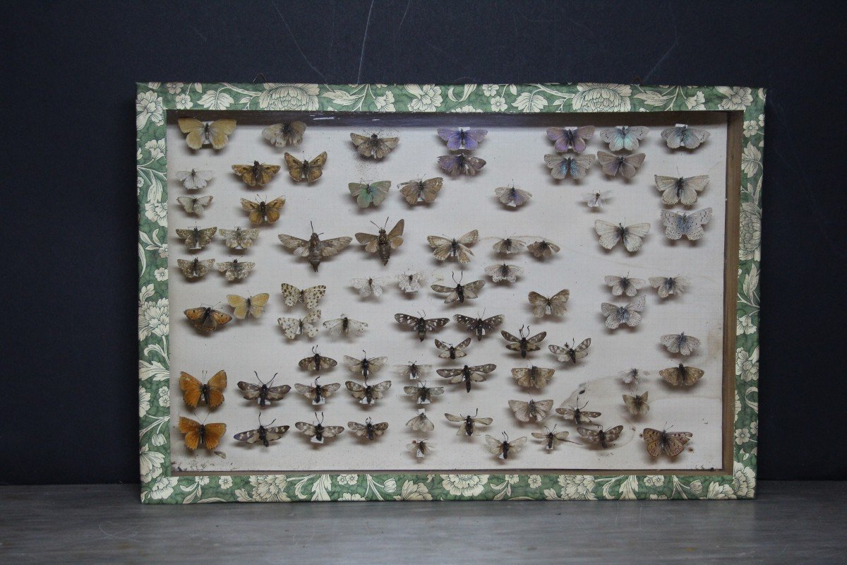 Grande Collection Entomologique Vintage-photo-6