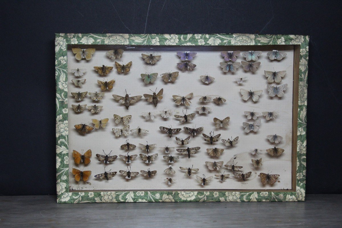 Great Vintage Entomological Collection-photo-6