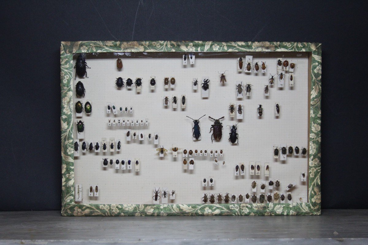 Great Vintage Entomological Collection-photo-7